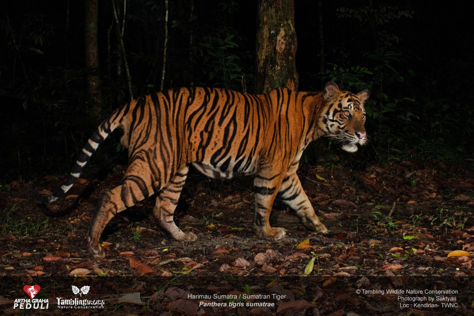 A Sumatran tiger caught by camera trap at night, walking across the forest floor at Tambling