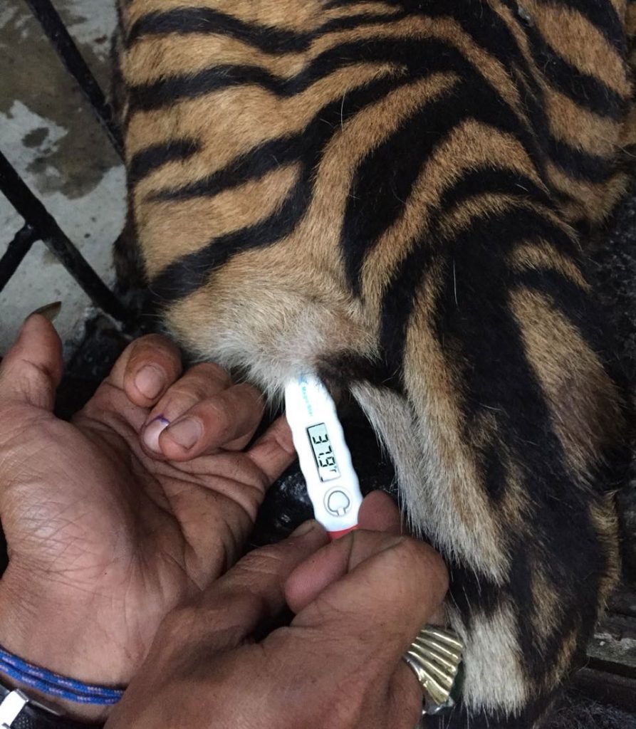 A veterinary team checking the temperature of a sedated Sumatran tiger, the thermometer reading 37.6 degrees