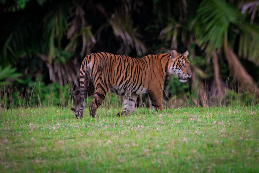 An adult Sumatran tiger walking across open grassland with palm undergrowth behind