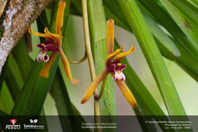 Boat orchid in bloom on a forest tree trunk