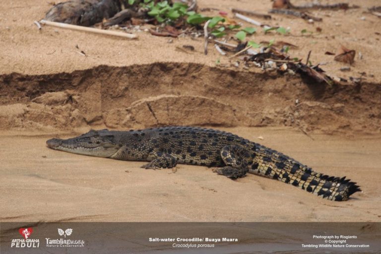 Saltwater crocodile resting at the water's edge
