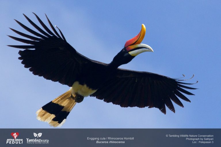 Rhinoceros hornbill in flight against a clear sky