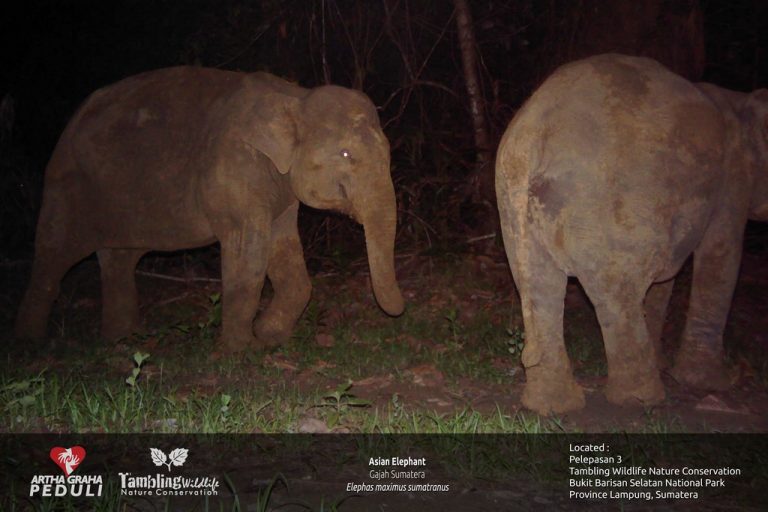 Sumatran elephant among forest vegetation