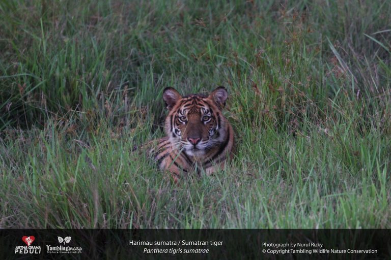 Sumatran tiger in open grassland