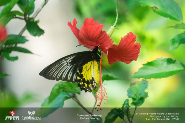 Common birdwing butterfly resting on a flower