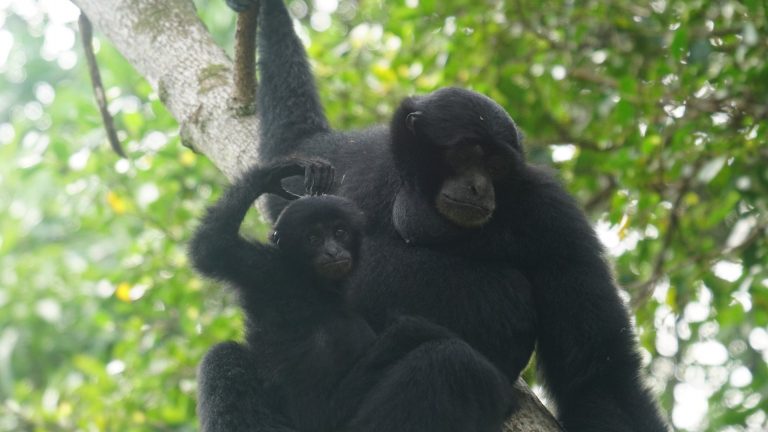 A siamang carrying its infant along a tree branch