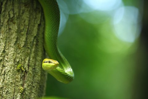 Reticulated Python