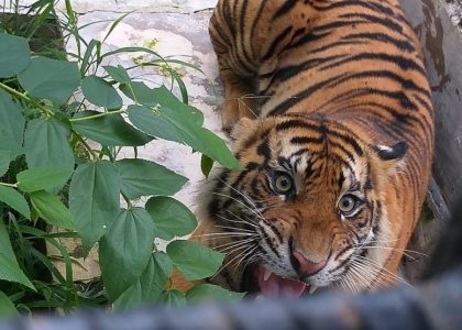 Intip Pusat Rehabilitasi Harimau Sumatra di Tambling Lampung