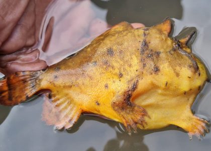 Ikan Kodok Langka Ditemukan Di TWNC