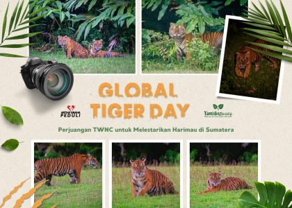 Perjuangan TWNC untuk Melestarikan Harimau di Sumatera